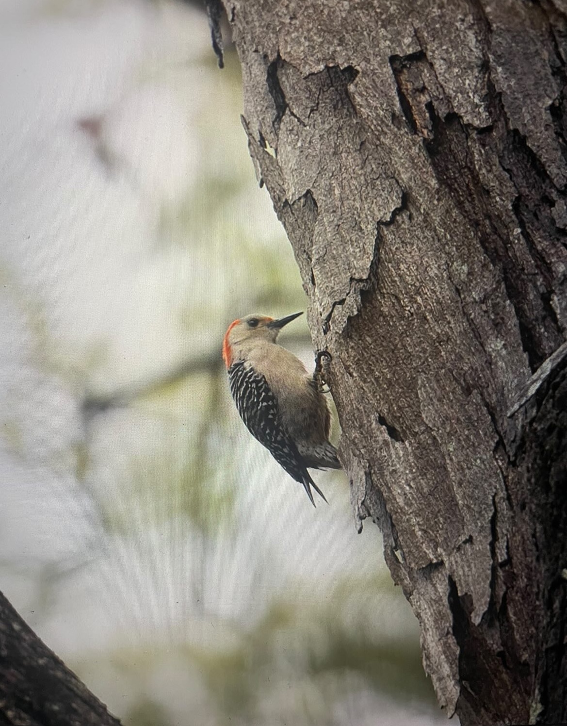Bird Watching in North Georgia: A Spring & Year-Round Guide